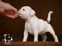 Staffordshire Bull Terrier - litter G