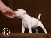 Staffordshire Bull Terrier - litter G