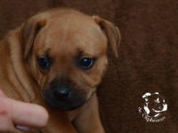 Staffordshire Bull Terrier - litter G