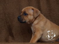 Staffordshire Bull Terrier - litter G