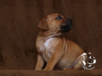 Staffordshire Bull Terrier - litter G