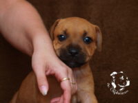 Staffordshire Bull Terrier - litter G