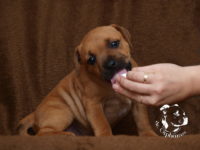 Staffordshire Bull Terrier - litter G