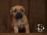 Staffordshire Bull Terrier - litter G