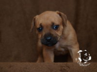 Staffordshire Bull Terrier - litter G