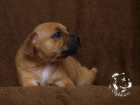 Staffordshire Bull Terrier - litter G