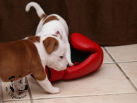 Staffordshire Bull Terrier - litter G