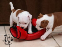 Staffordshire Bull Terrier - litter G