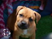 Staffordshire Bull Terrier - litter G