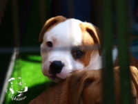 Staffordshire Bull Terrier - litter G