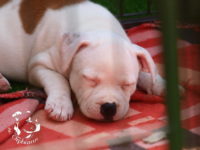 Staffordshire Bull Terrier - litter G