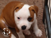 Staffordshire Bull Terrier - litter G