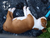 Staffordshire Bull Terrier - litter G