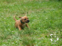 Staffordshire Bull Terrier - litter G