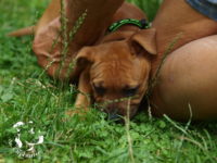 Staffordshire Bull Terrier - litter G