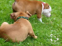 Staffordshire Bull Terrier - litter G