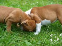 Staffordshire Bull Terrier - litter G