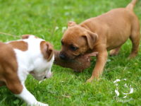 Staffordshire Bull Terrier - litter G