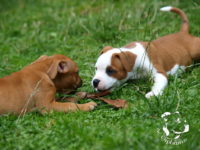 Staffordshire Bull Terrier - litter G