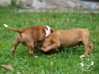 Staffordshire Bull Terrier - litter G