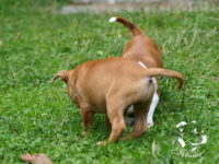 Staffordshire Bull Terrier - litter G