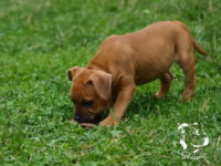 Staffordshire Bull Terrier - litter G