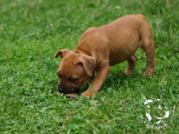 Staffordshire Bull Terrier - litter G