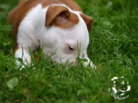 Staffordshire Bull Terrier - litter G