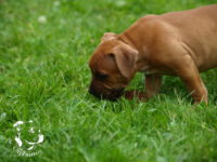 Staffordshire Bull Terrier - litter G