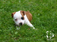 Staffordshire Bull Terrier - litter G