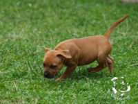 Staffordshire Bull Terrier - litter G