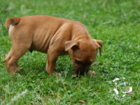 Staffordshire Bull Terrier - litter G