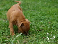 Staffordshire Bull Terrier - litter G