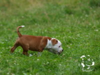 Staffordshire Bull Terrier - litter G