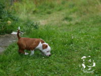 Staffordshire Bull Terrier - litter G