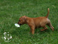 Staffordshire Bull Terrier - litter G