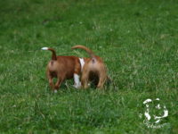 Staffordshire Bull Terrier - litter G