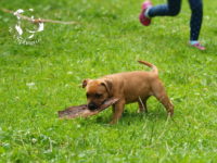 Staffordshire Bull Terrier - litter G