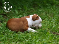 Staffordshire Bull Terrier - litter G