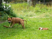 Staffordshire Bull Terrier - litter G