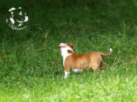 Staffordshire Bull Terrier - litter G