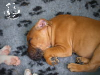 Staffordshire Bull Terrier - litter G