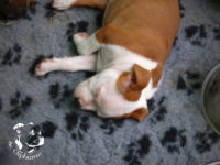 Staffordshire Bull Terrier - litter G