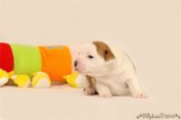 Staffordshire Bull Terrier - litter C