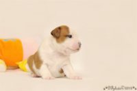 Staffordshire Bull Terrier - litter C