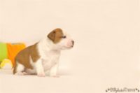 Staffordshire Bull Terrier - litter C