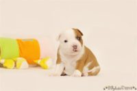 Staffordshire Bull Terrier - litter C