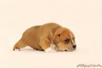 Staffordshire Bull Terrier - litter C