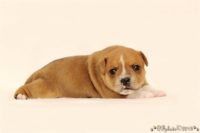 Staffordshire Bull Terrier - litter C