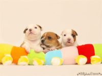 Staffordshire Bull Terrier - litter C